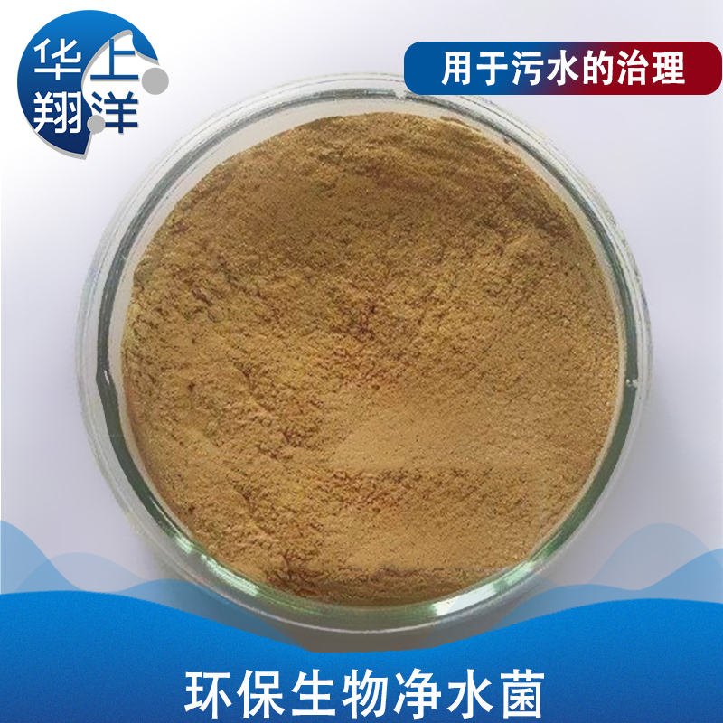 净水菌-Water purification bacteria