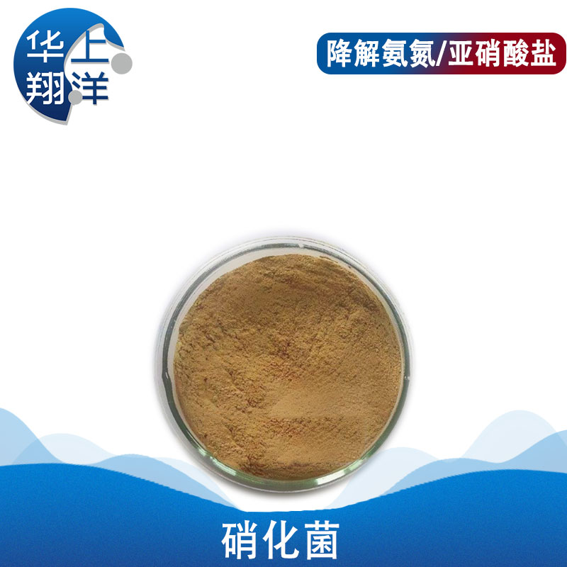 硝化菌-Nitrifying bacteria