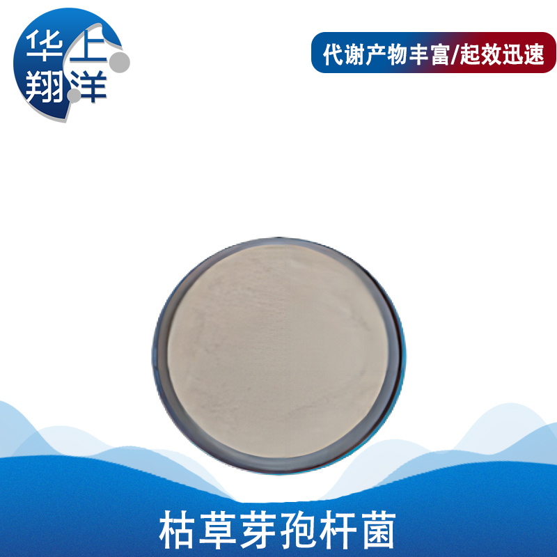 枯草芽孢杆菌-Bacillus subtilis