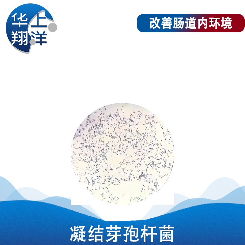 凝结芽孢杆菌-Bacillus coagulans
