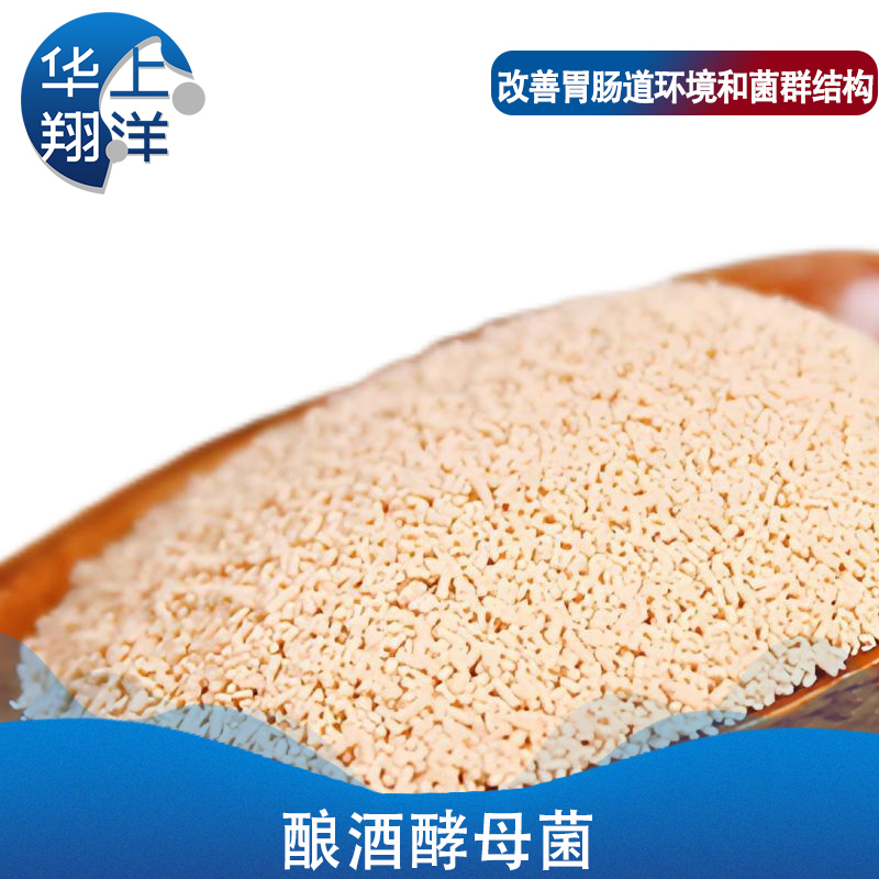 酿酒酵母菌-Saccharomyces cerevisiae Hansen