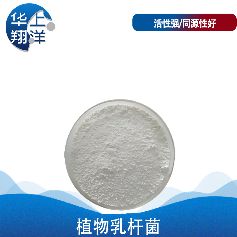 植物乳杆菌-lactobacillus plantarum